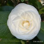 Camellia japonica 'Nuccio's Gem' - Camélia d'hiver