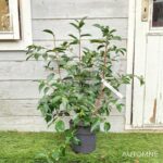 Camellia japonica 'Strawberry Swirl' - Camélia d'hiver