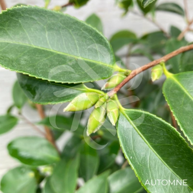 Camellia japonica 'Strawberry Swirl' - Camélia d'hiver