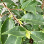 Camellia japonica 'Strawberry Swirl' - Camélia d'hiver