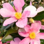 Camellia japonica 'Strawberry Swirl' - Camélia d'hiver