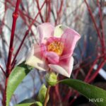 Camellia japonica 'Strawberry Swirl' - Camélia d'hiver