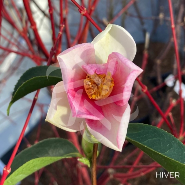 Camellia japonica 'Strawberry Swirl' - Camélia d'hiver