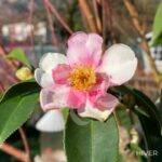 Camellia japonica 'Strawberry Swirl' - Camélia d'hiver