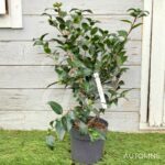 Camellia japonica 'Volunteer' - Camélia d'hiver rose bicolore