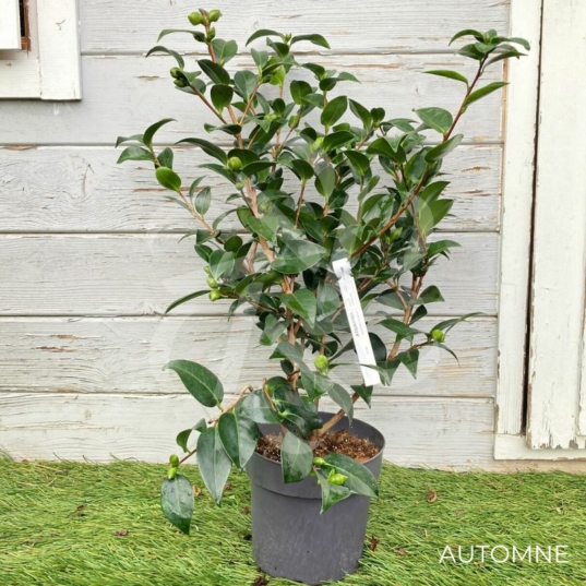 Camellia japonica 'Volunteer' - Camélia d'hiver rose bicolore