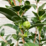 Camellia japonica 'Volunteer' - Camélia d'hiver rose bicolore