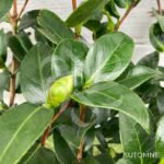 Camellia japonica 'Volunteer' - Camélia d'hiver rose bicolore