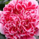 Camellia japonica 'Volunteer' - Camélia d'hiver rose bicolore