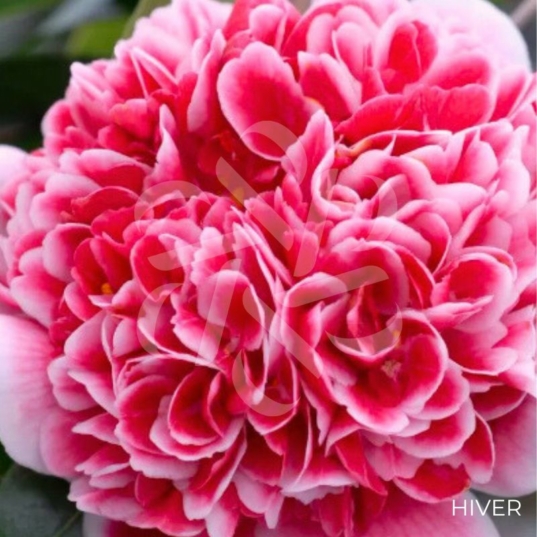 Camellia japonica 'Volunteer' - Camélia d'hiver rose bicolore