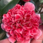 Camellia japonica 'Volunteer' - Camélia d'hiver rose bicolore