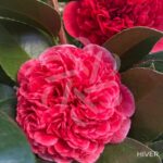 Camellia japonica 'Volunteer' - Camélia d'hiver rose bicolore