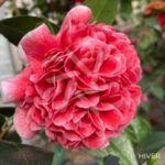 Camellia japonica 'Volunteer' - Camélia d'hiver rose bicolore
