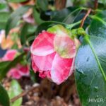 Camellia japonica 'Volunteer' - Camélia d'hiver rose bicolore