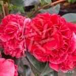Camellia japonica 'Volunteer' - Camélia d'hiver rose bicolore