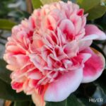 Camellia japonica 'Volunteer' - Camélia d'hiver rose bicolore