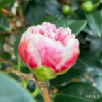 Camellia japonica 'Volunteer' - Camélia d'hiver rose bicolore