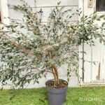 Camellia rhostoriana 'Cupido' - Camélia Champêtre