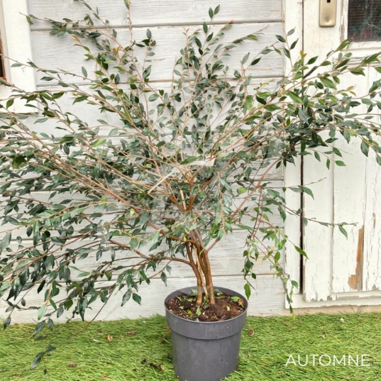 Camellia rhostoriana 'Cupido' - Camélia Champêtre