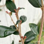 Camellia rhostoriana 'Cupido' - Camélia Champêtre