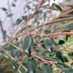 Camellia rhostoriana 'Cupido' - Camélia Champêtre