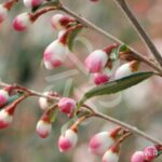 Camellia rhostoriana 'Cupido' - Camélia Champêtre
