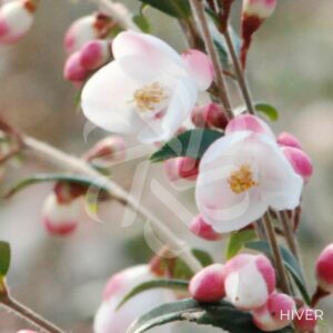 Camellia rhostoriana 'Cupido' - Camélia Champêtre