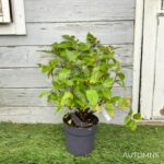 Cephalanthus occidentalis 'Magical Moonlight'