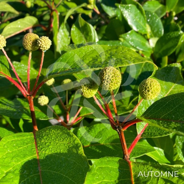 Cephalanthus occidentalis 'Magical Moonlight'