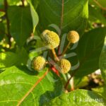 Cephalanthus occidentalis 'Magical Moonlight'