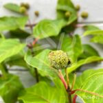 Cephalanthus occidentalis 'Magical Moonlight'
