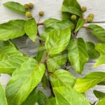 Cephalanthus occidentalis 'Magical Moonlight'