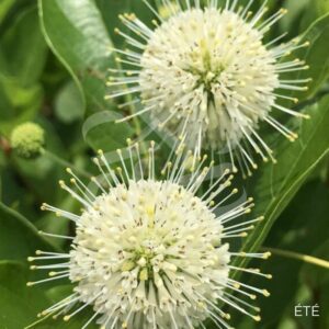 Cephalanthus occidentalis 'Magical Moonlight'