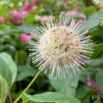 Cephalanthus occidentalis 'Magical Moonlight'