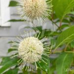 Cephalanthus occidentalis 'Magical Moonlight'