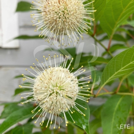 Cephalanthus occidentalis 'Magical Moonlight'