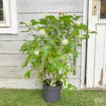 Cephalanthus occidentalis 'Magical Moonlight'