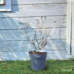 Cephalanthus occidentalis 'Magical Moonlight'