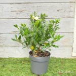 Gardenia jasminoides 'Fool Proof'