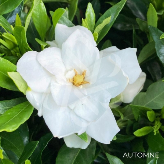 Gardenia jasminoides 'Fool Proof'