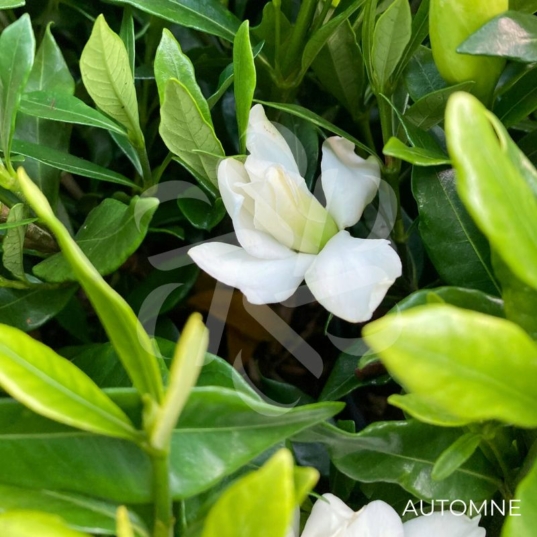 Gardenia jasminoides 'Fool Proof'