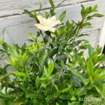 Gardenia jasminoides 'Fool Proof'