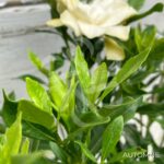 Gardenia jasminoides 'Fool Proof'
