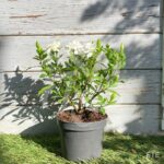 Gardenia jasminoides 'Fool Proof'