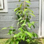 Viburnum plicatum 'Kilimandjaro'