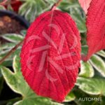 Viburnum plicatum 'Kilimandjaro'