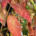 Viburnum plicatum 'Kilimandjaro'