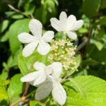 Viburnum plicatum 'Kilimandjaro'