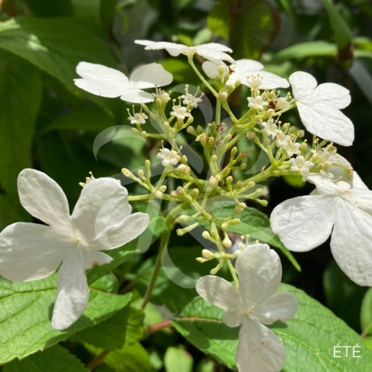 Viburnum plicatum 'Kilimandjaro'
