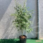 Acer palmatum 'Oridono nishiki' - Érable du Japon